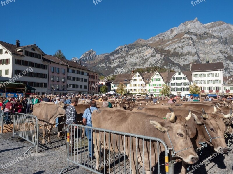 Cattle Show Cattle Market Cows Glarus Canton Of Glarus