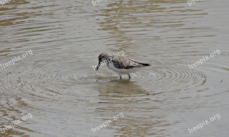 Bird Little Stint Calidris Minuta Erolia Minuta Small