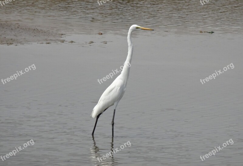 Great Egret Ardea Alba Large Egret Great White Heron Great White Egret