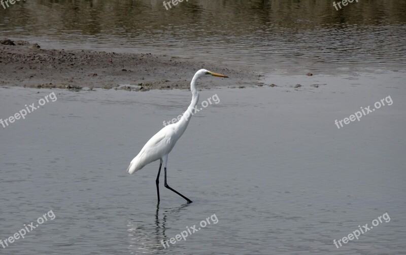 Great Egret Ardea Alba Large Egret Great White Heron Great White Egret