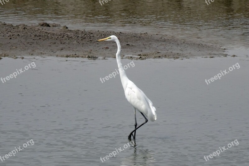 Great Egret Ardea Alba Large Egret Great White Heron Great White Egret