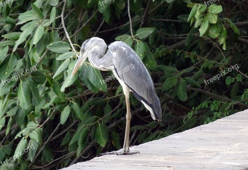 Grey Heron Ardea Cinerea Heron Wader Bird