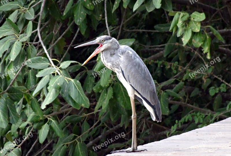 Grey Heron Ardea Cinerea Heron Wader Bird