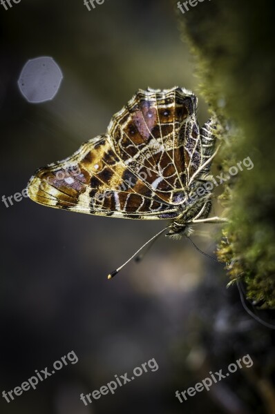 Butterfly Nature Wing Garden Wings