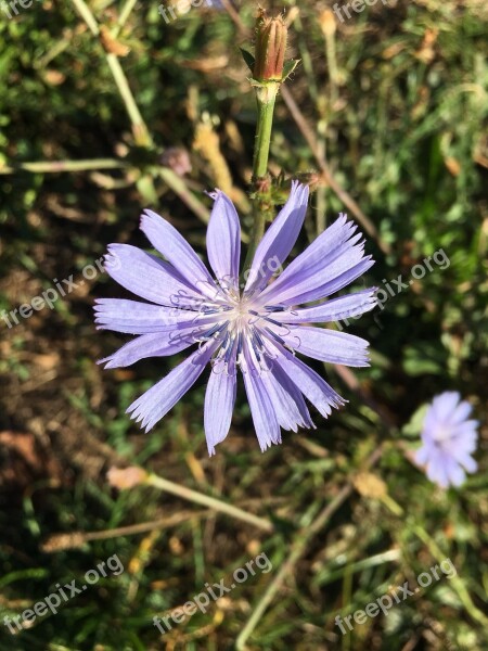 Wild Flowers Meadow Purple Delicate Flower Grass