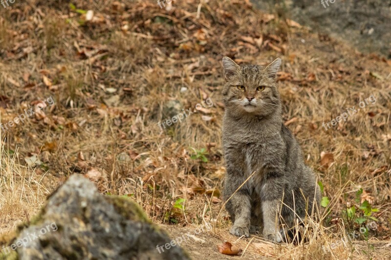 Wildcat Nature Wildlife Park Bad Mergentheim Animal World