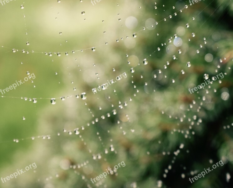 Spiderweb Spider Web Dew Waterdrop