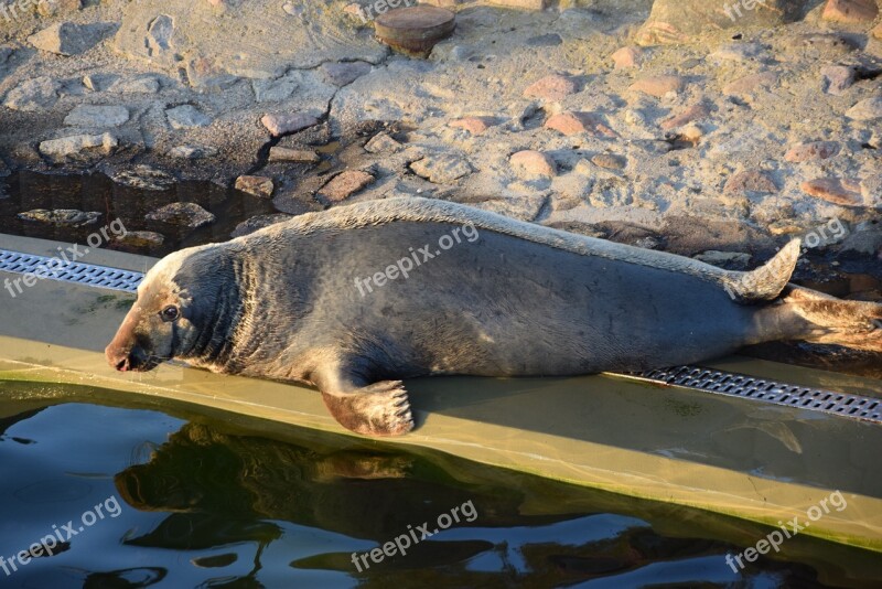 Sea ​​lion Animal Mammal Water Zoo