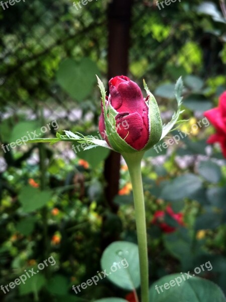 Bud Rose Spring Bloom Flower