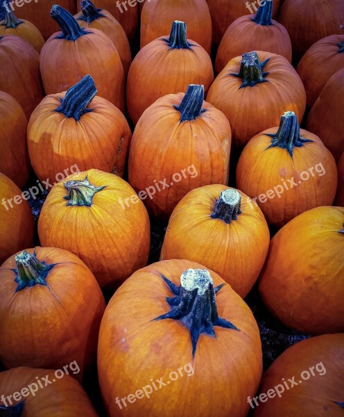 Pumpkins Harvest Autumn Fall Orange