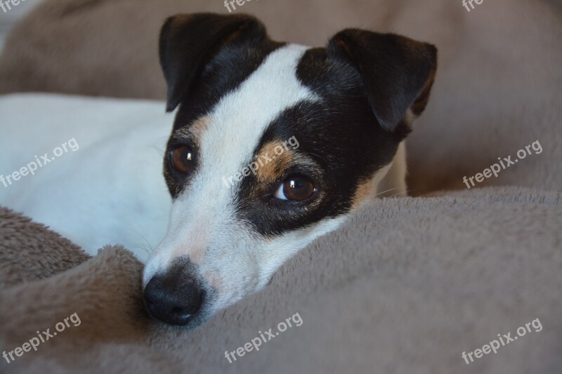 Dog Jack Russel Animals Terrier Cute