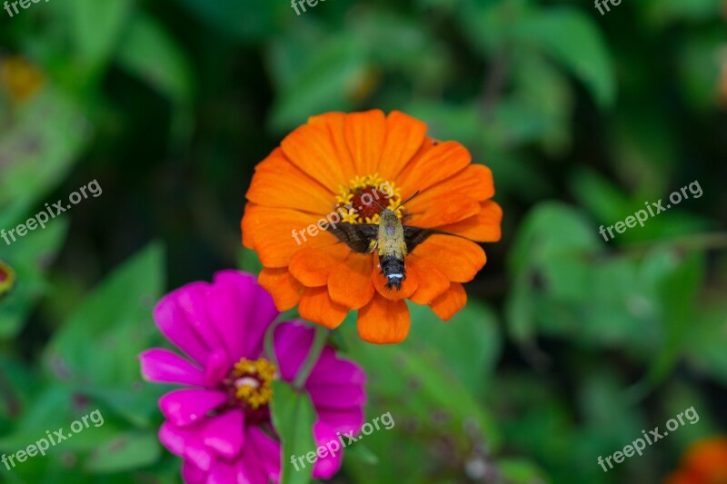 Night Vision Or Fat Hawk Moth Insects Macro Flowers