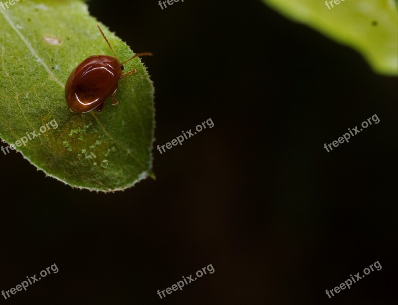 Chilocorinae Coleoptera Polyphagous Borers Macro-photography Insect