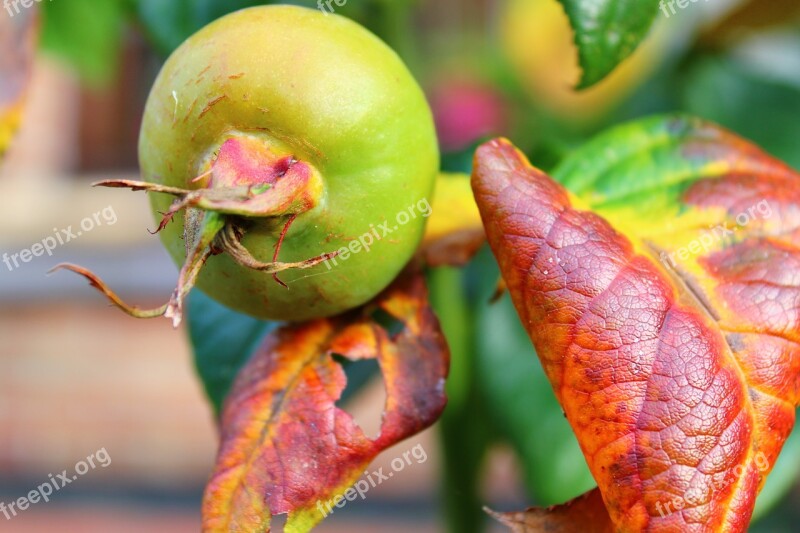 The Fruit Of The Rose Nature Plants Fruiting Maturation