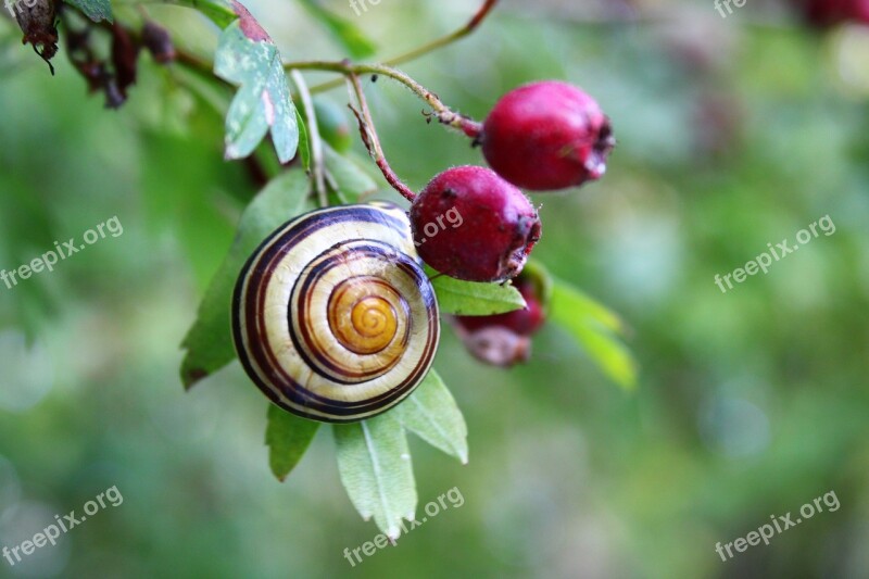 Snail Mollusk Shell Reptile Slowly