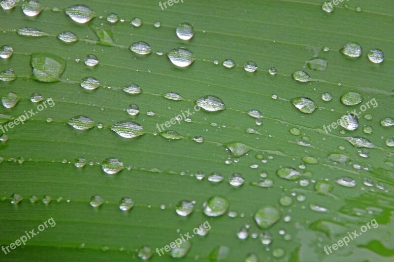 Leaf Nature Background Drip Drop Of Water