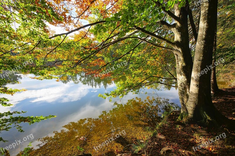 Forest Away Leaves Autumn Bank