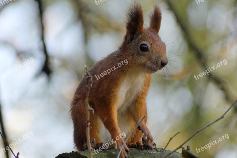 Kraków The Squirrel Park Animals Nature