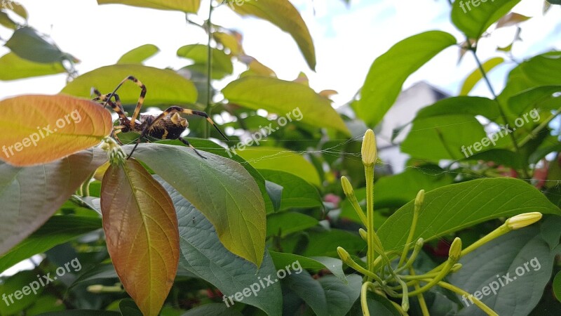 Spider Garden Spider Nature Leaves Free Photos