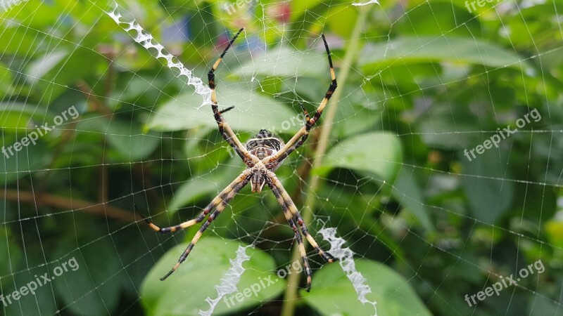 Spider Garden Spider Nature Spider Web Free Photos