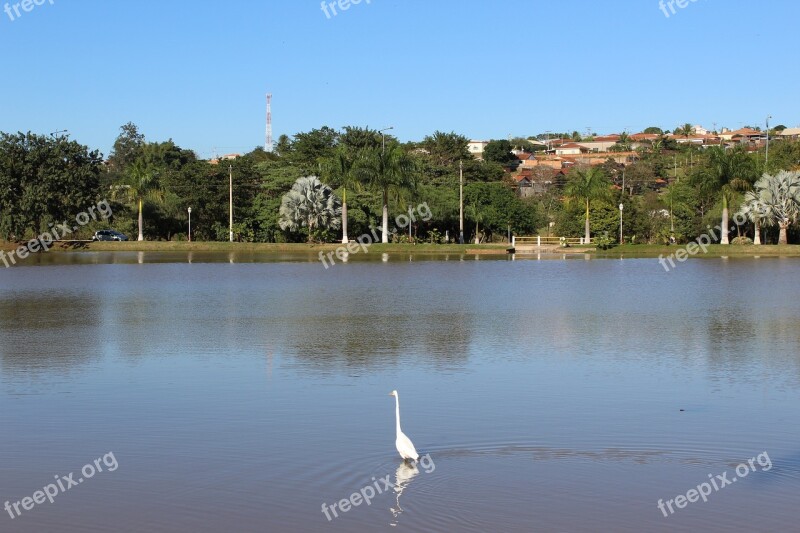 Lake Heron Water Nature Bird