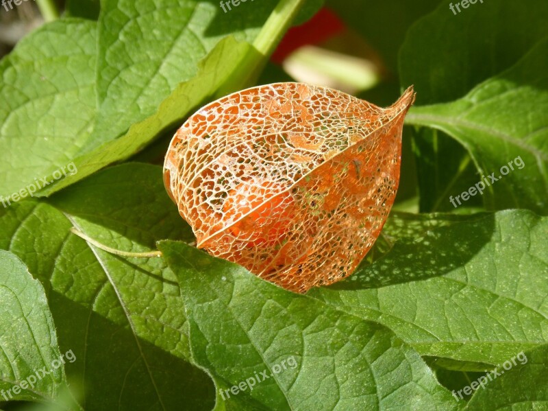 Physalis Tomatillo Plant Network Nature