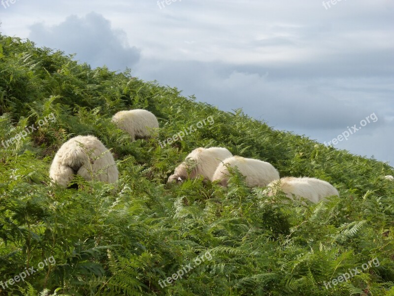 Sheep Pyrenees Ferns Pacer Graze Pastures