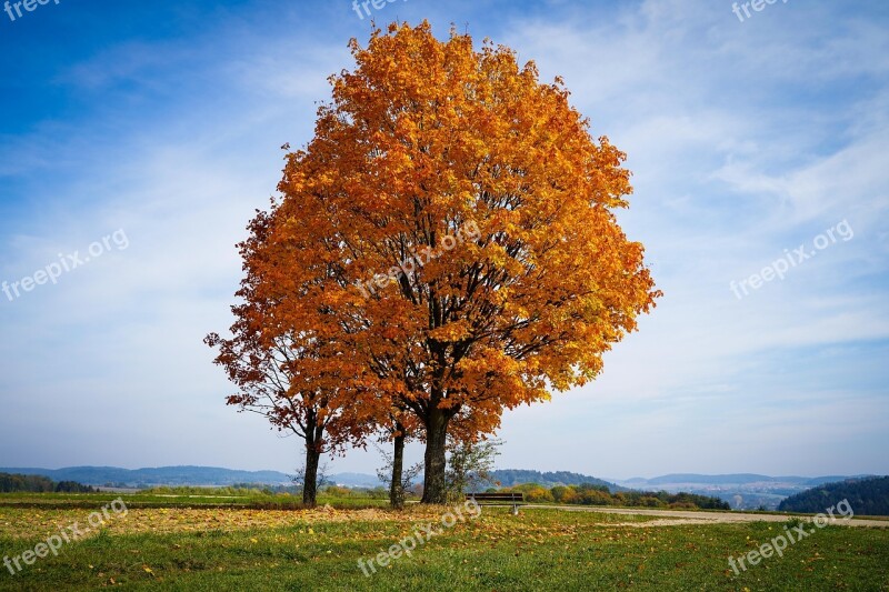 Tree Autumn Tree Golden Tree Leaves Brown Leaves