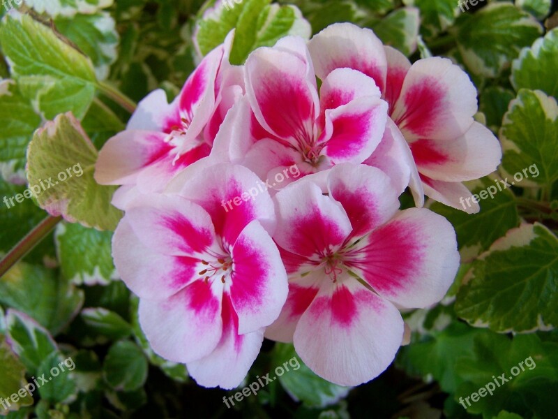 Geranium Two Color Balcony Plants Free Photos