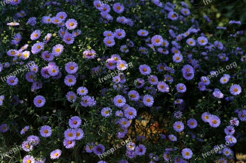 Flowers Mov Autumn Bush Beauty