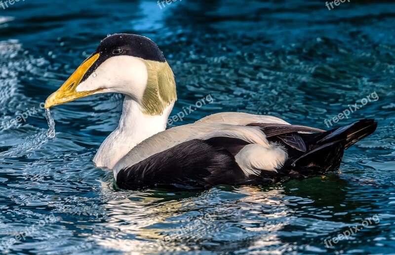 Bird Common Eider Seabirds Wildlife Birding