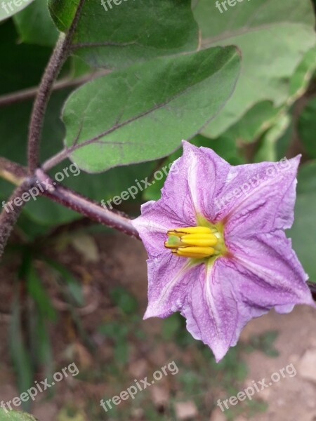 Flower Garden Aubergine Free Photos