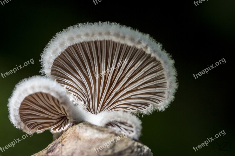 Mushroom Nature Forest Floor Forest Mushroom Discovered