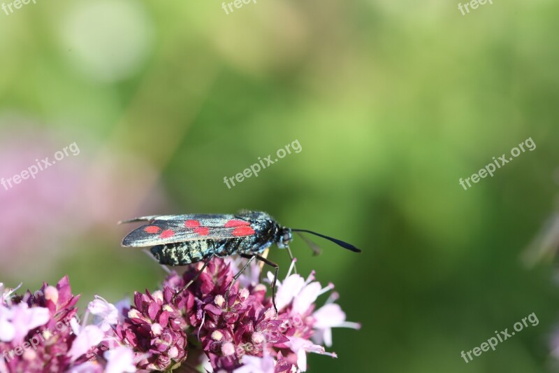 Blood Butterfly Flower Free Photos