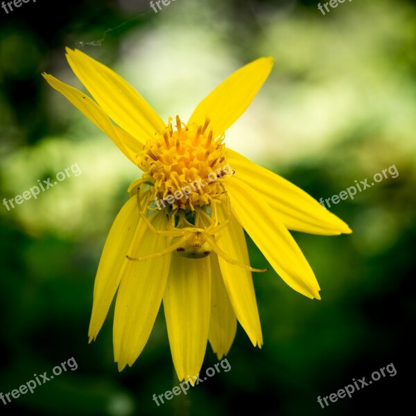 Heart-leaved Arnica Crab Spider Flora Flowers Yellow