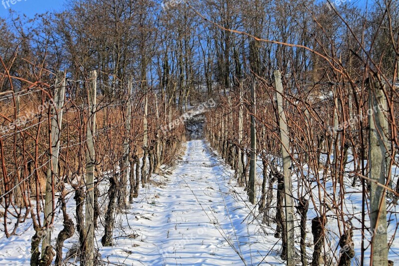 Vineyard Snow Winter Vine Rest