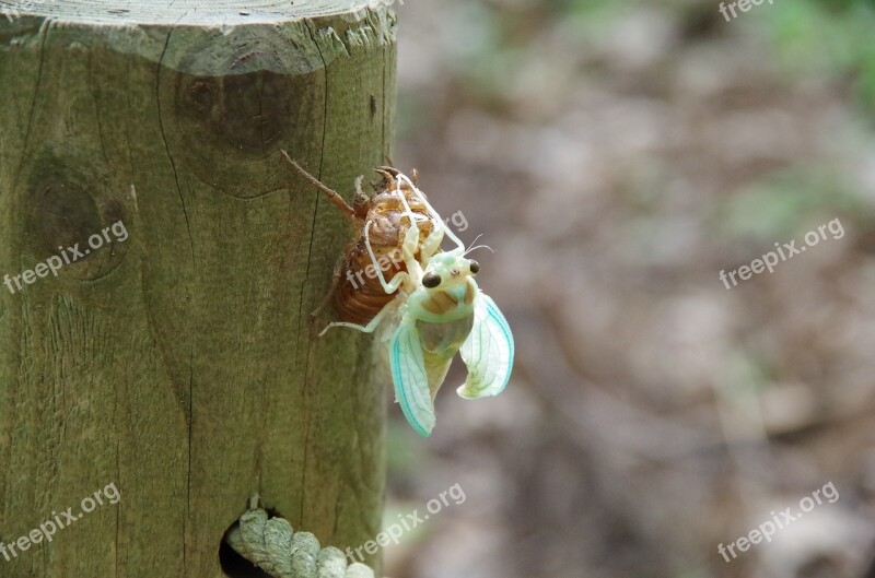 Cicada Hatch Insect Bug Free Photos