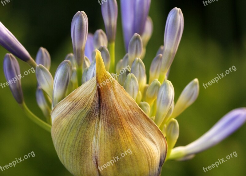 Agapanthus Lily Of The Nile Nature Plant Petals