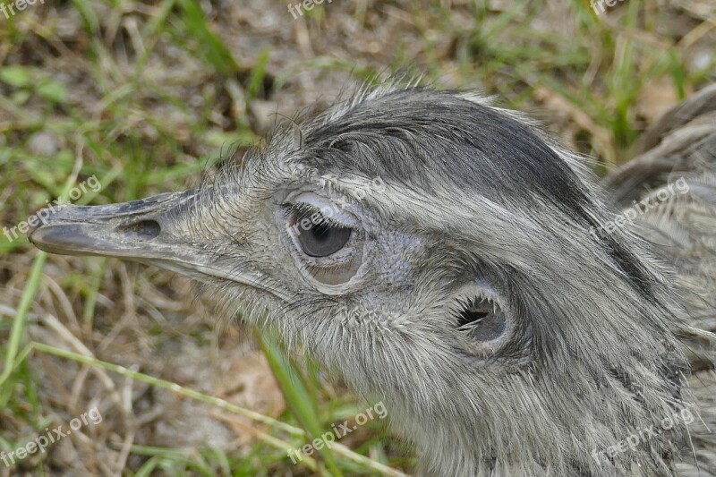 Rhea Bird Australia Flightless Bird Nature Big Bird