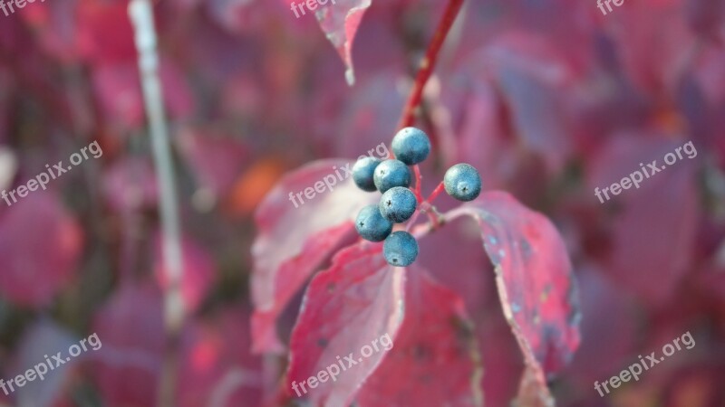 Berry Autumn Nature Leaves In The Fall Of