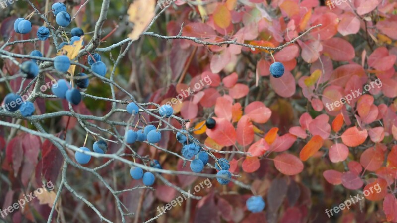 Berry Autumn Nature Leaves In The Fall Of