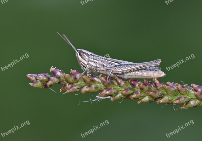 Macro çekirge Böcek Grasshopper Wild