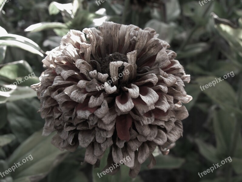 Zinnia Autumn Faded Nature Flower Garden