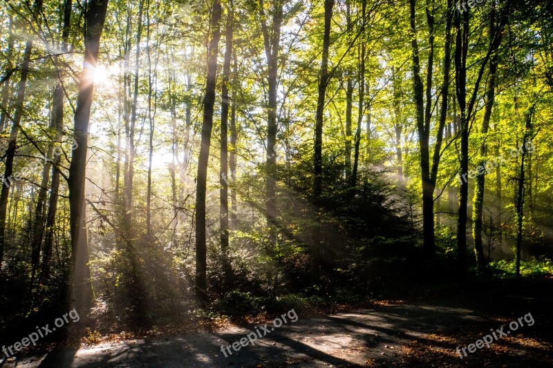 Forest Autumn Sunbeam Nature Landscape