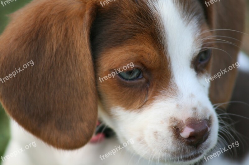 Beagle Puppy Dog Pet Animal