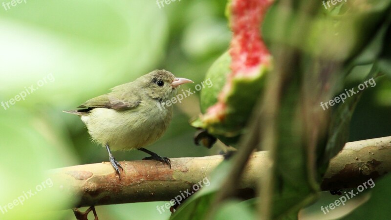 Tickell's Flower Pecker Bird Avian