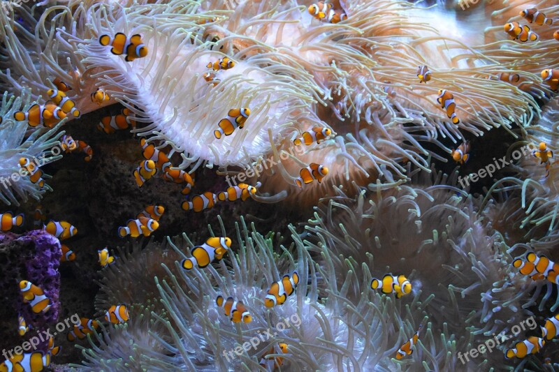 Clown Fish Aquarium Meeresbewohner Ocean Anemone