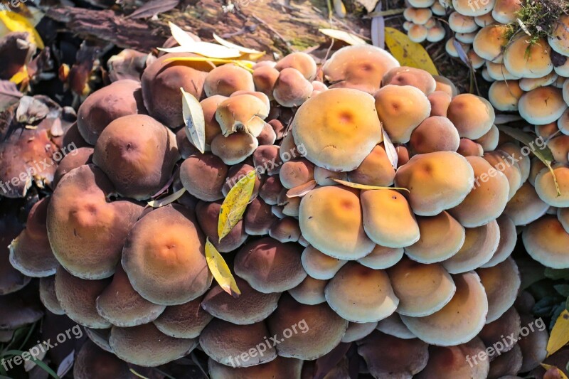 Mushrooms Autumn Forest Floor Sponge Forest