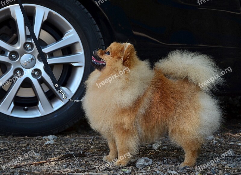 The Orange Spitz Dog Cute Fur