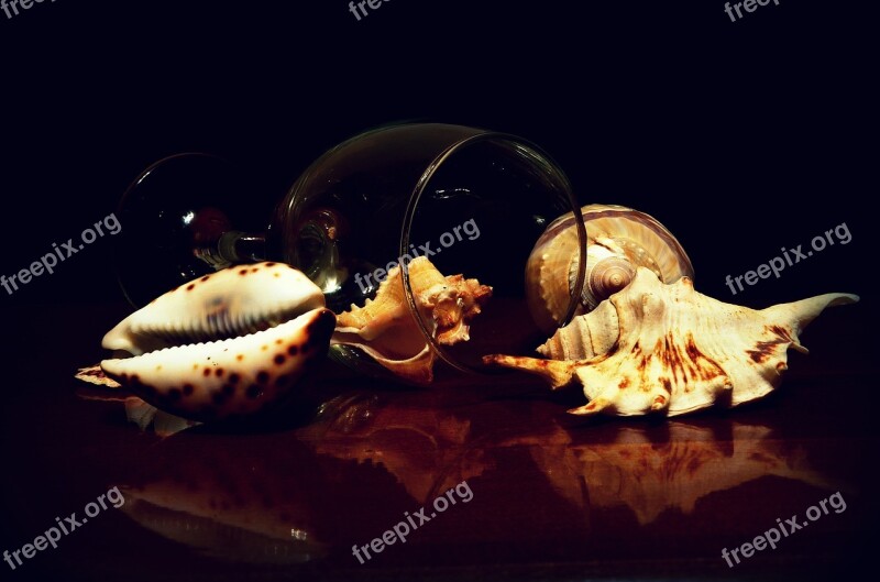 Seashells Still Life Meeresbewohner Collection Mother Of Pearl